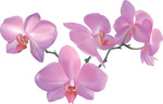 11892_stem_of_pink_orchid_flowers