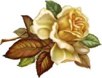 beautiful_rose