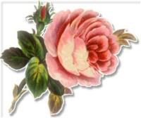 large_soft_pink_rose large_soft_pink_rose