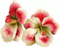 pink_white_flowers pink_white_flowers